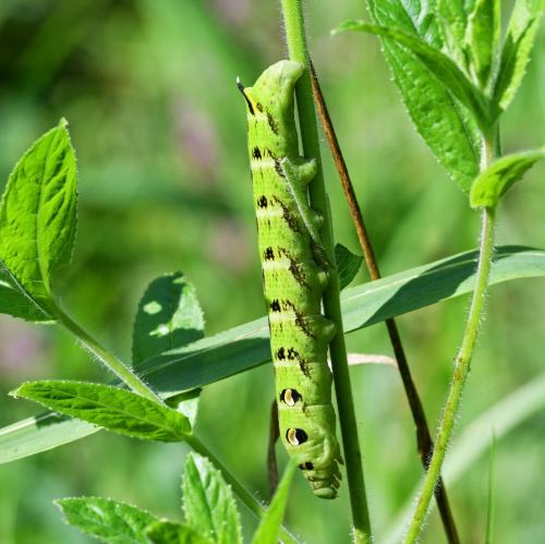 Deilephila elpenor